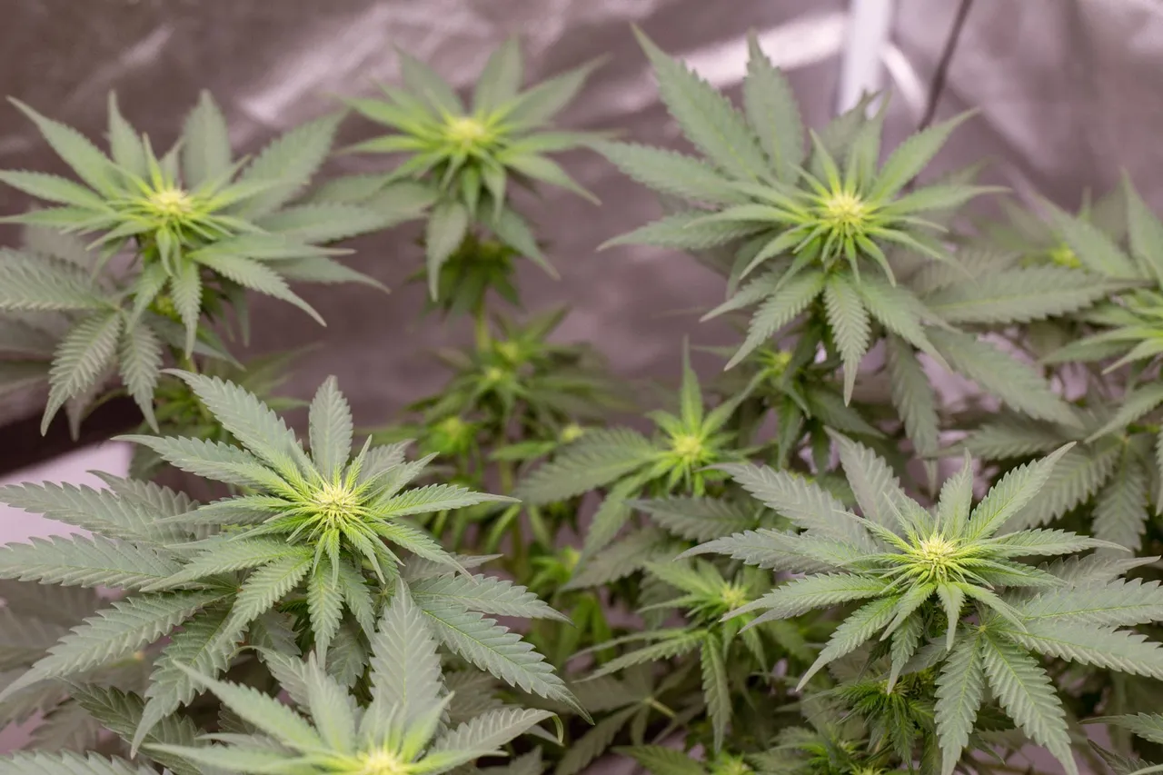 weed-1131.jpg