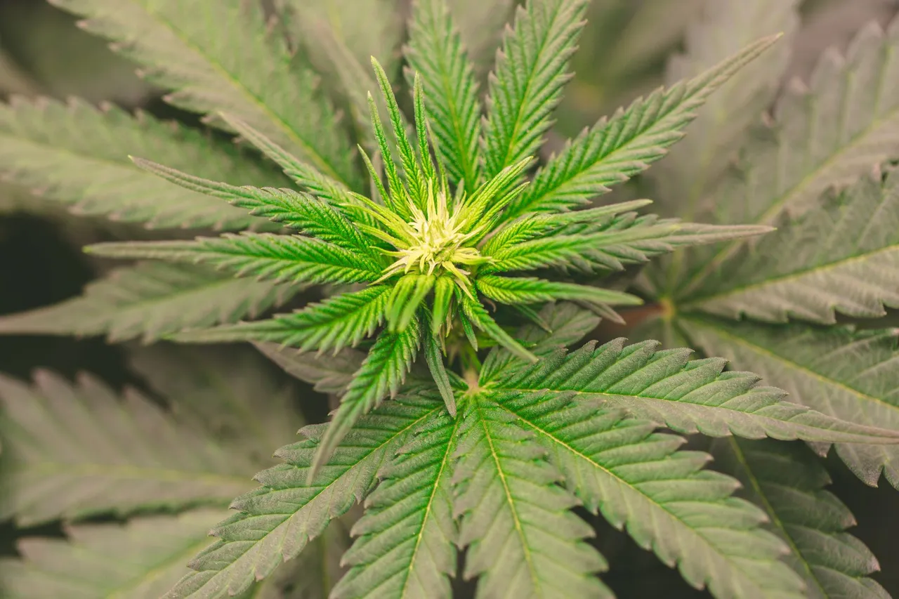 buds-1066.jpg