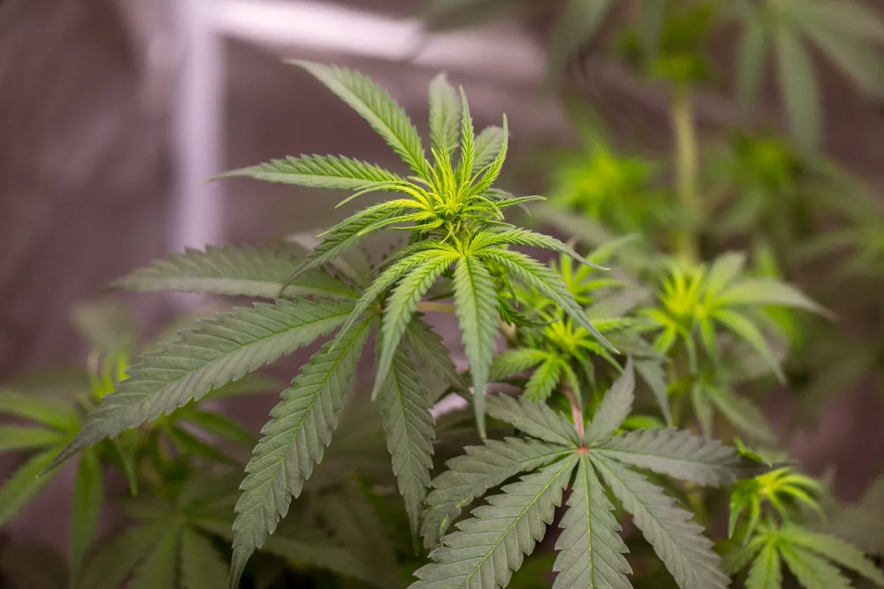 weed-1134.jpg