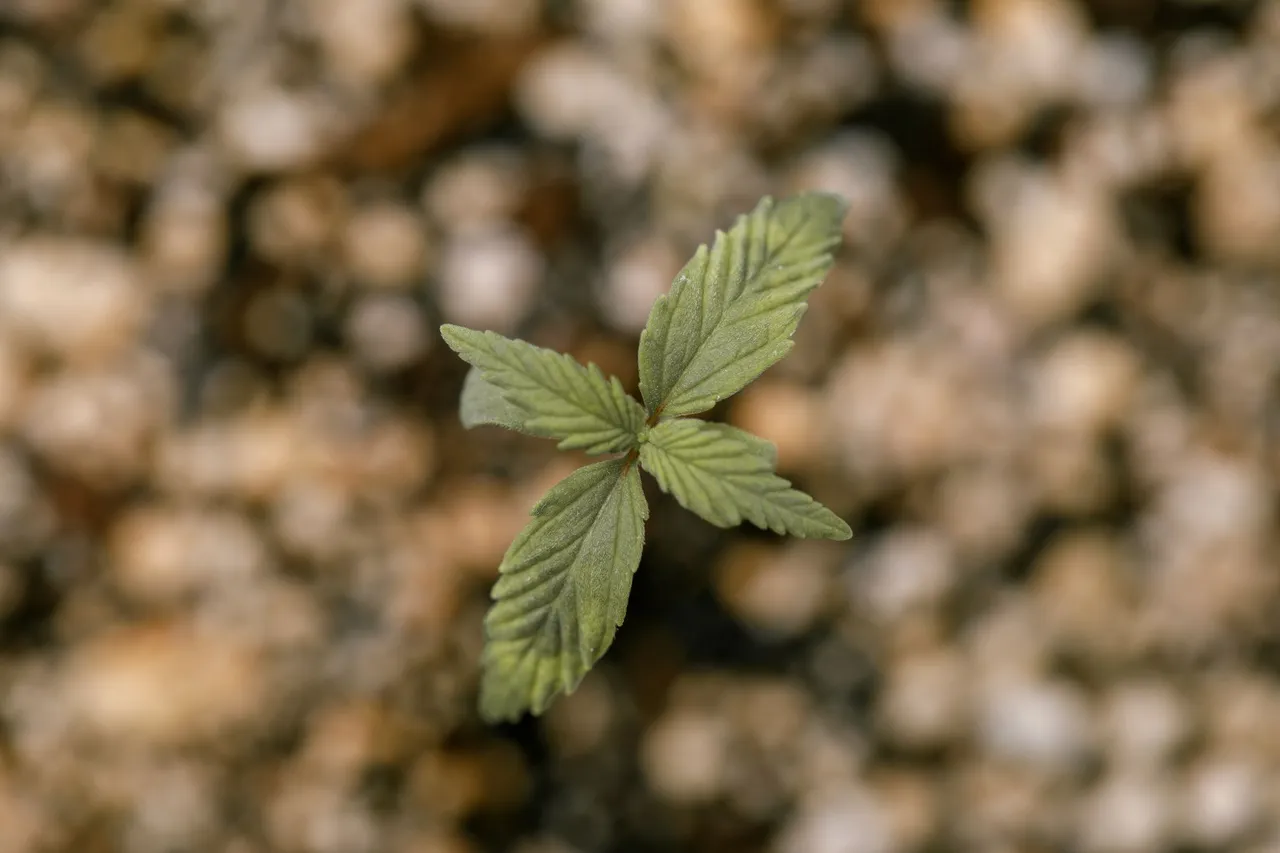seedlings-9791.jpg