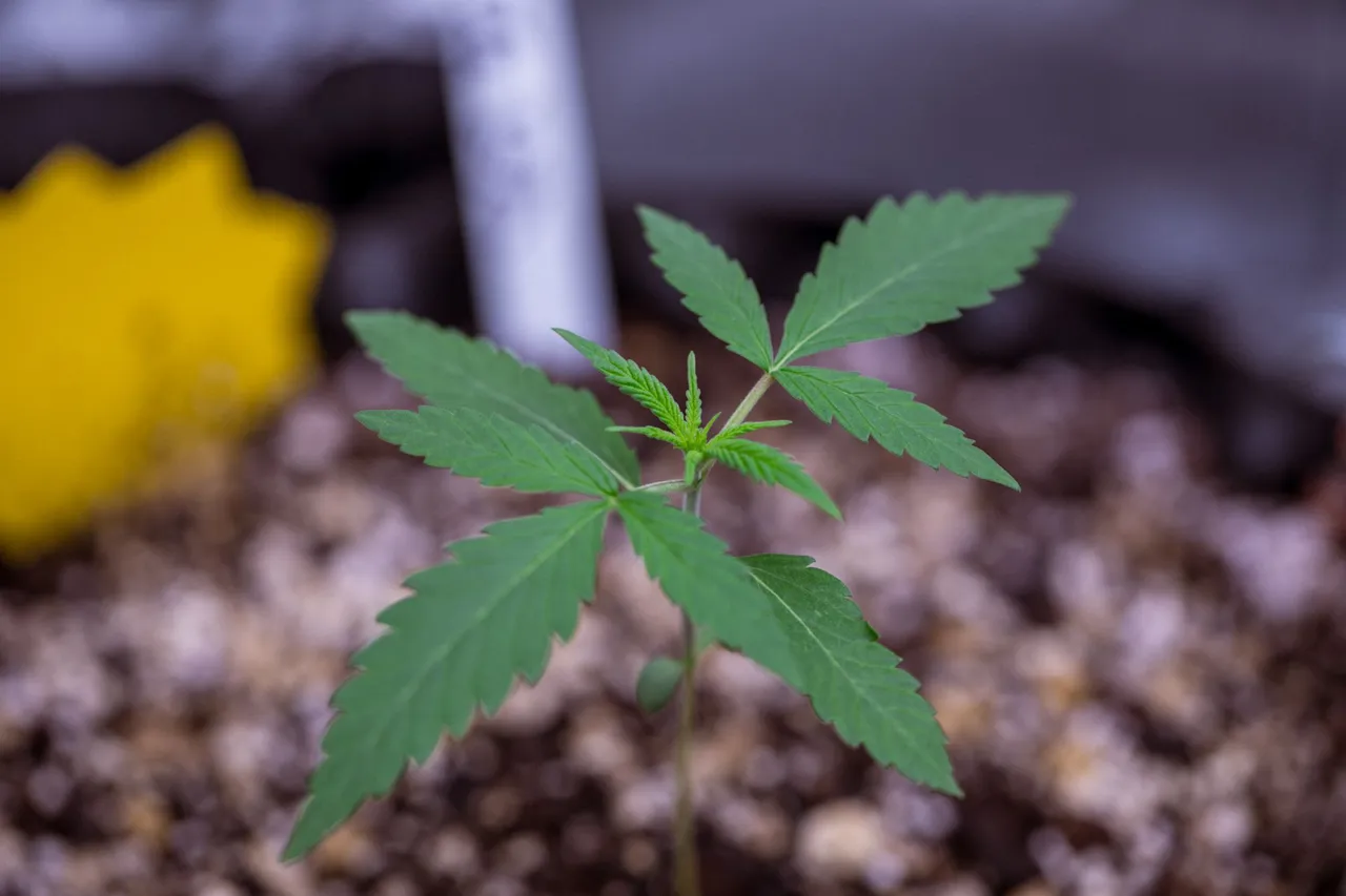 plants-0408.jpg