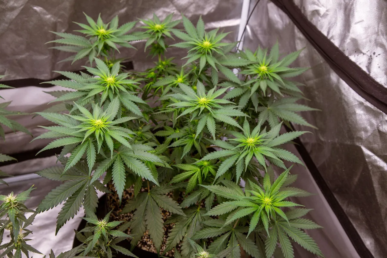 weed-1121.jpg