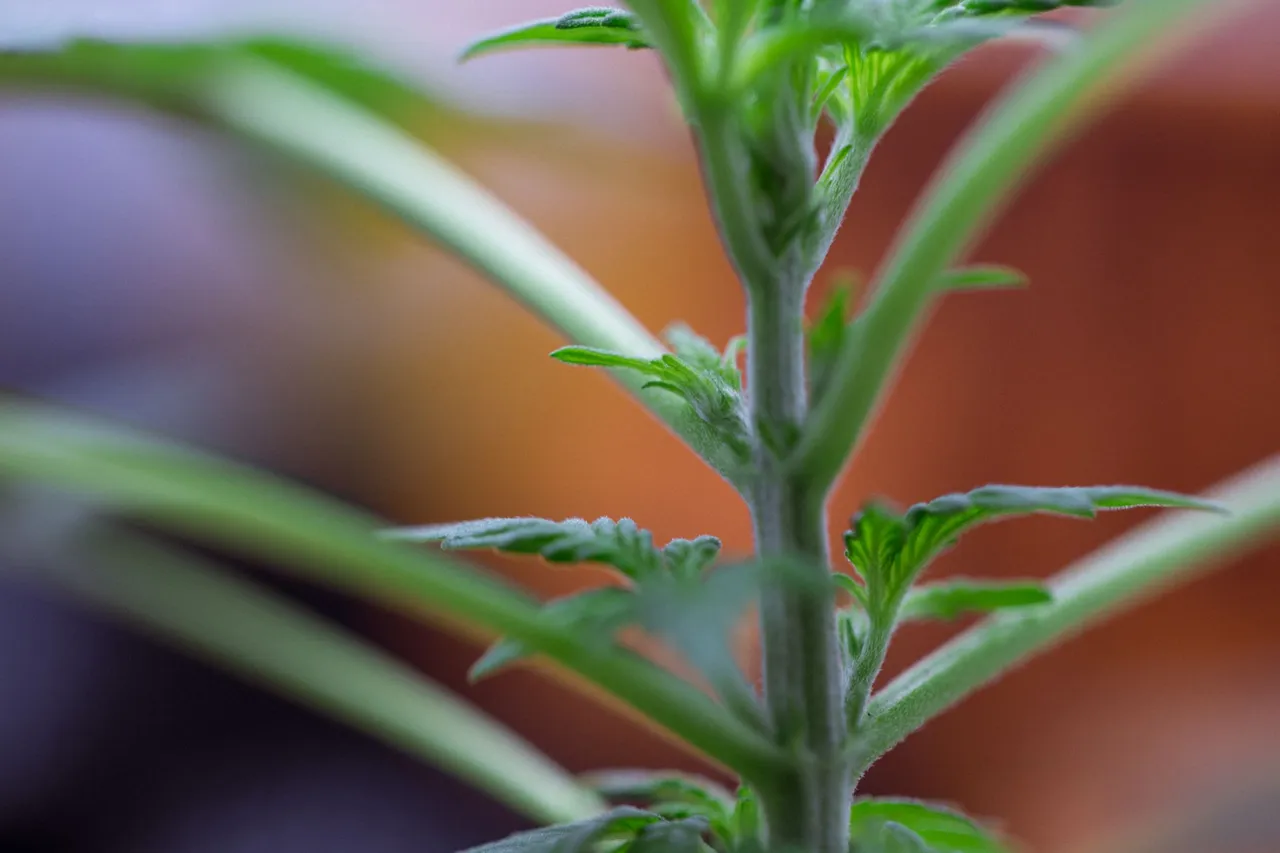 plants-0413.jpg