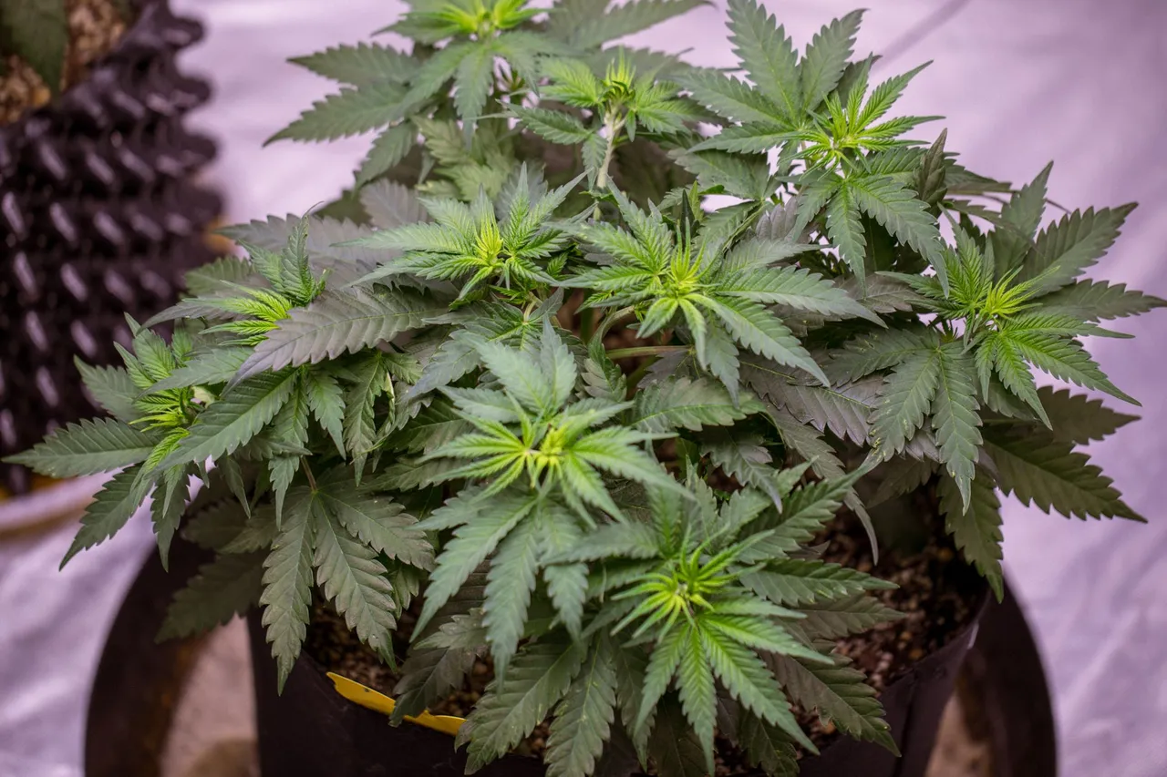 weed-0892.jpg