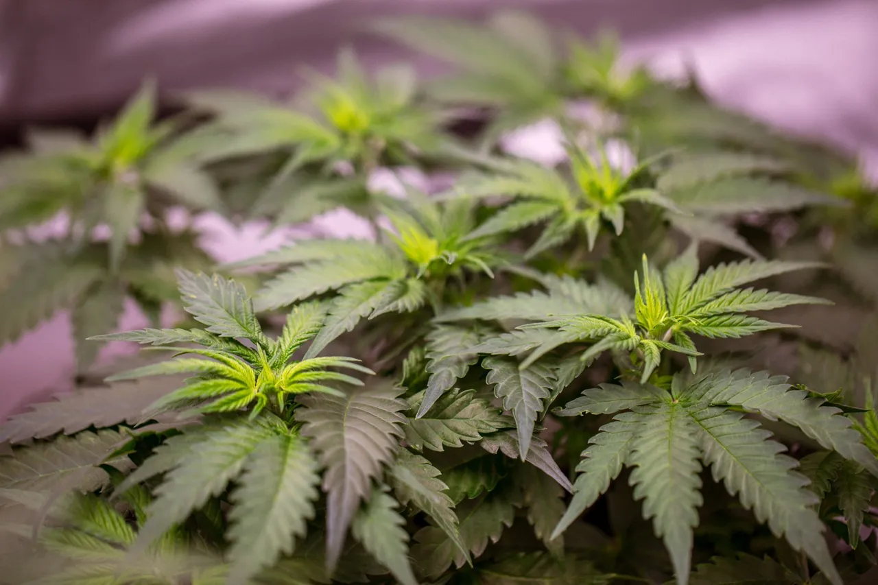 weed-0890.jpg