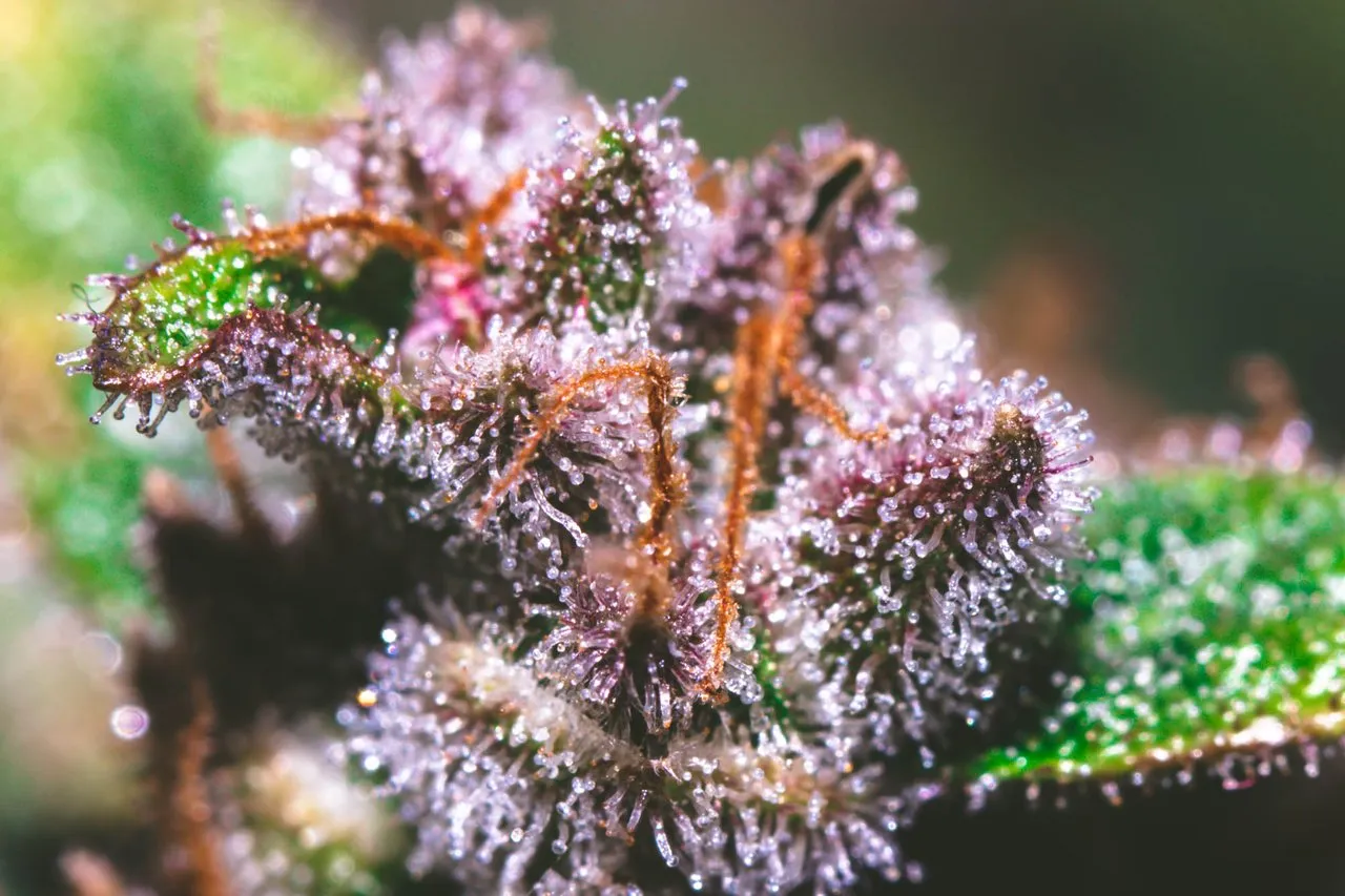 trichomes.jpg