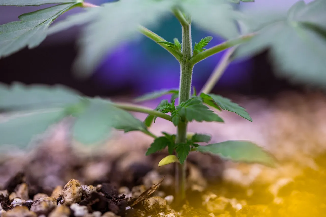 plants-0411.jpg
