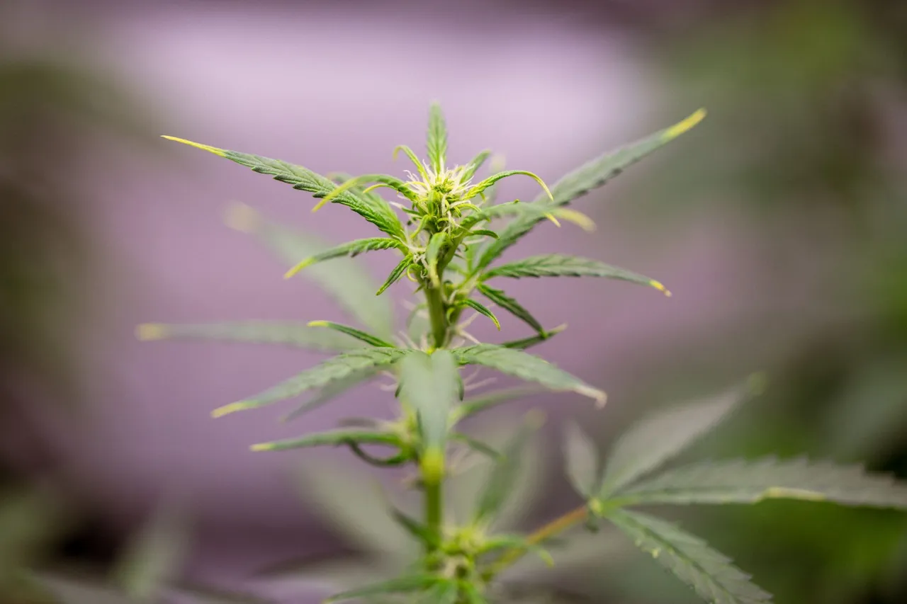 weed-0886.jpg
