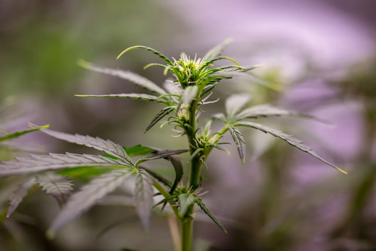 weed-0885.jpg