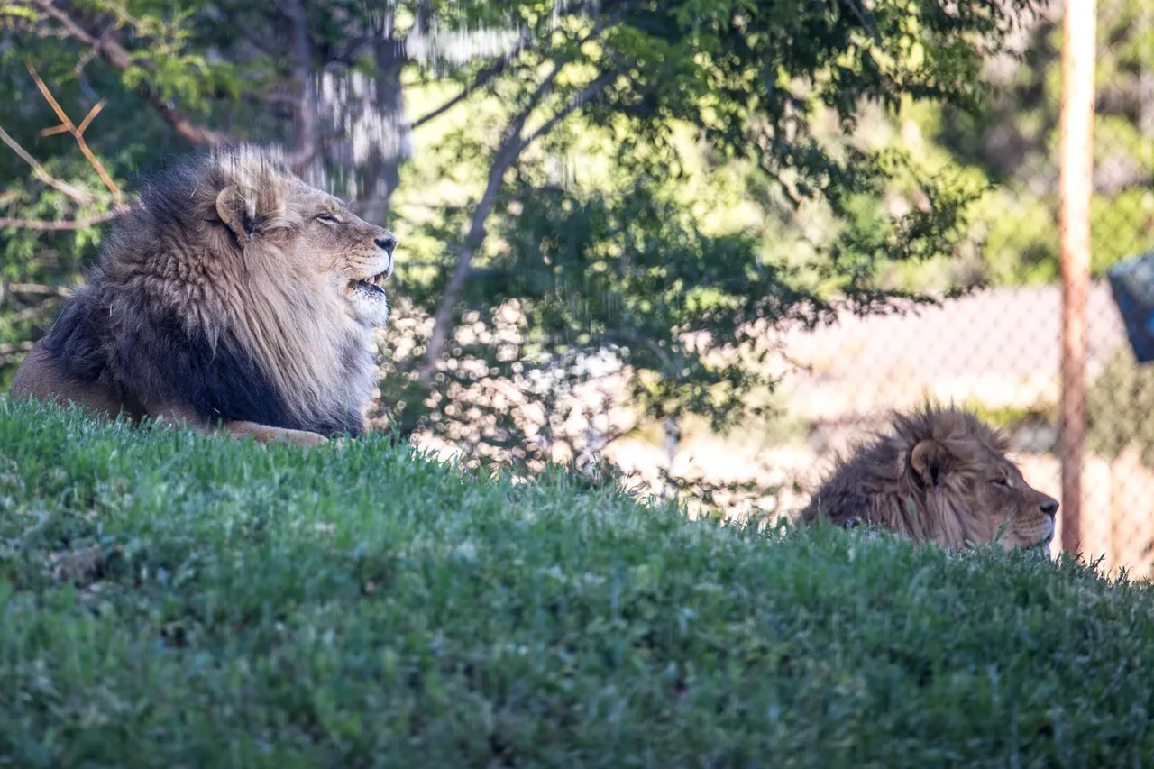 bigcats-2929.jpg