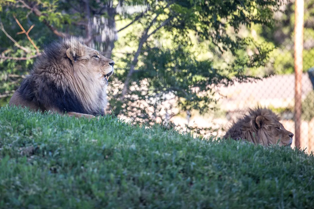 bigcats-2928.jpg