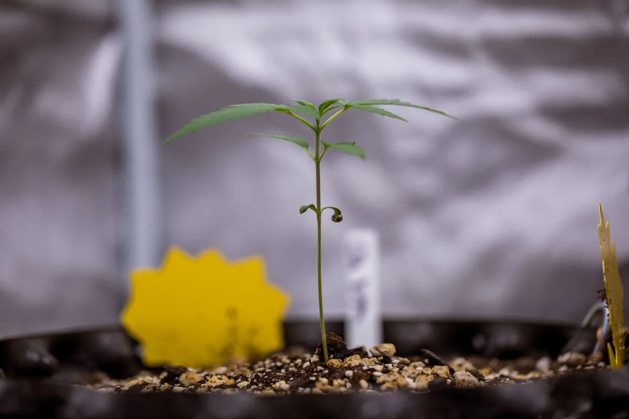 plants-0414.jpg