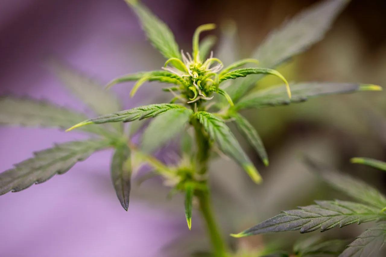 weed-0887.jpg