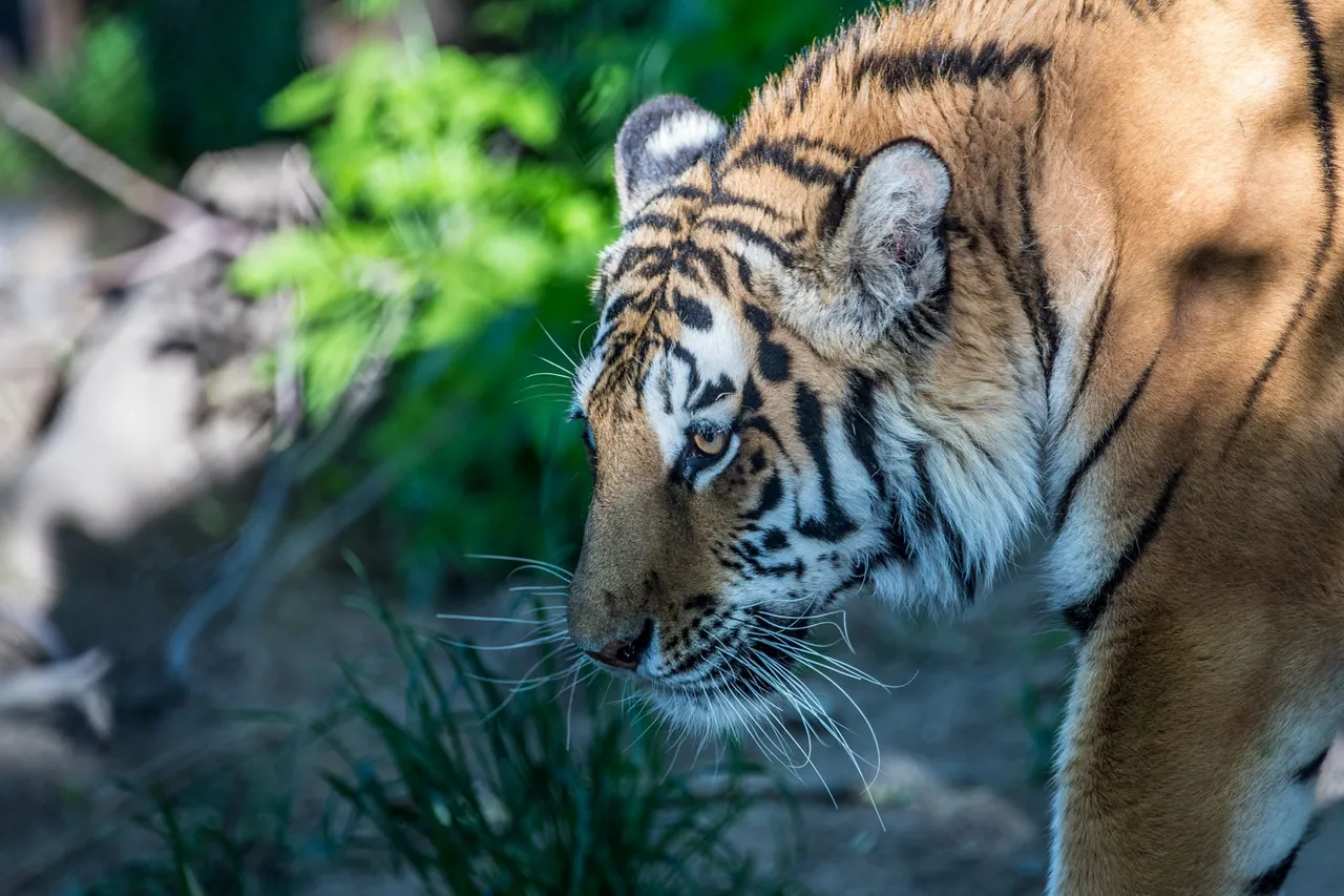bigcats-2849.jpg