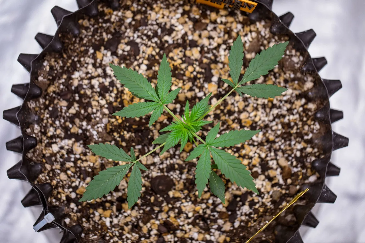 plants-0418.jpg