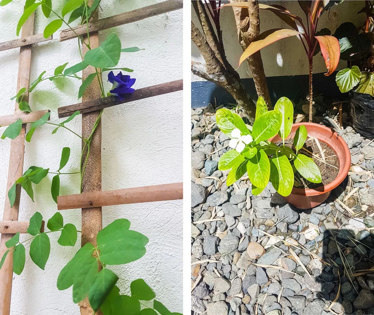 Blue Ternate and Vinca First Blooms