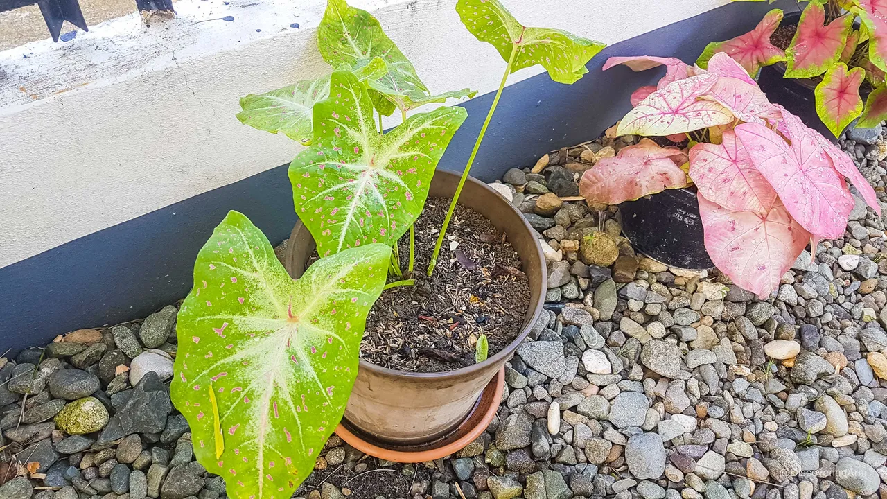 Repotted the Elephant Ears that outgrew its small pot