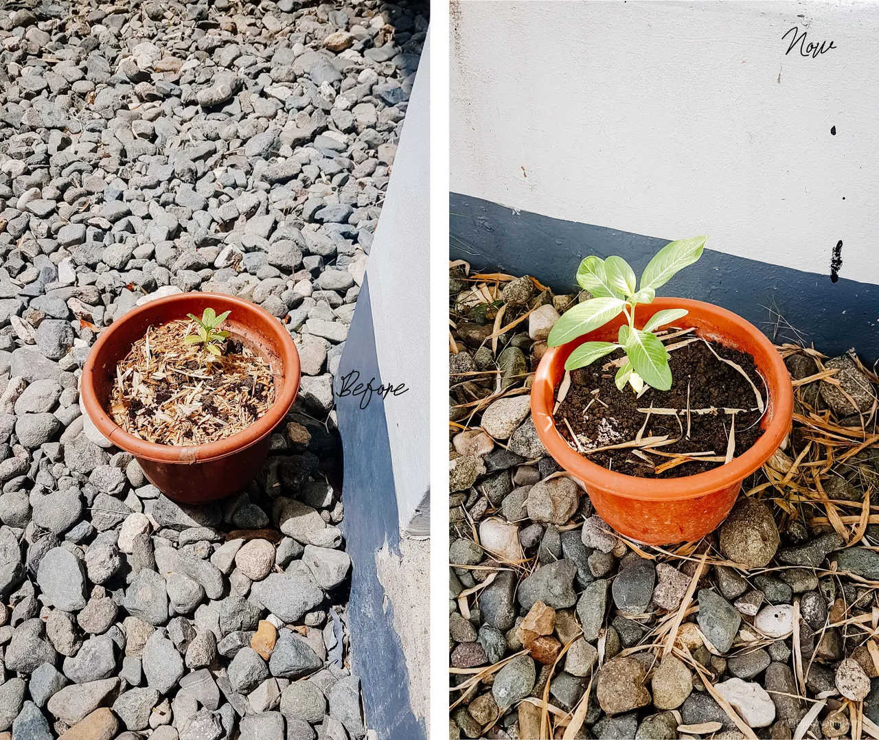 Vinca Then and Now
