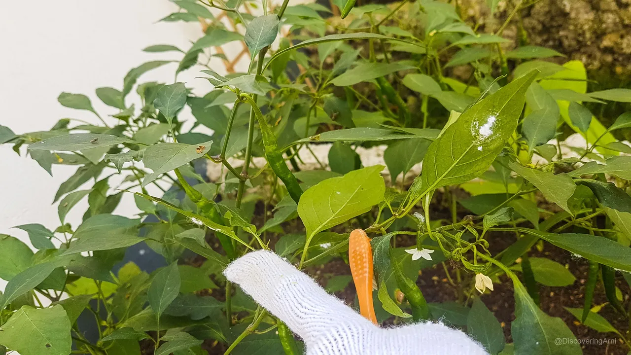 Aphids and an Old Toothbrush