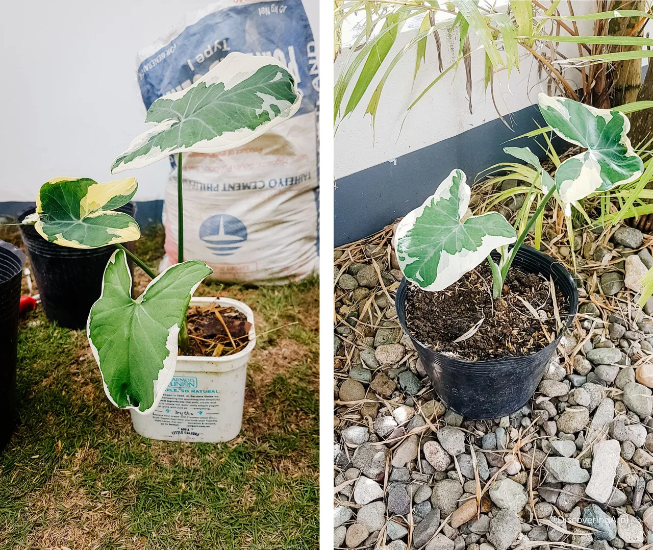 Secret Pocket Plan / Mickey Mouse Taro / Xanthosoma sagittifolium 'Variegatum Monstrosum'