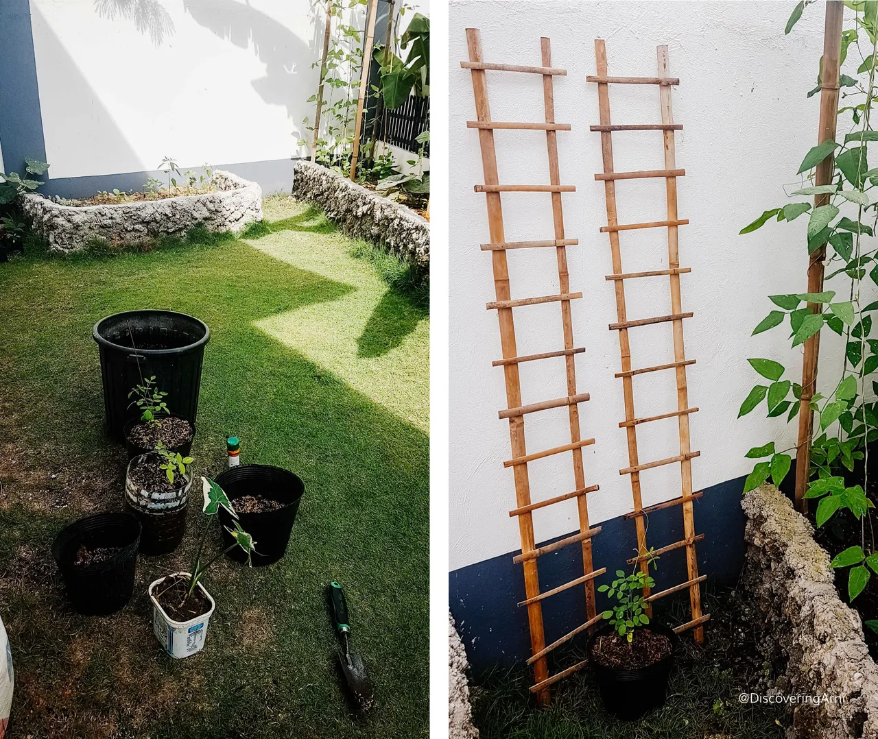 Repotting Blue Ternate/ Ladder Trellis made of Bamboo