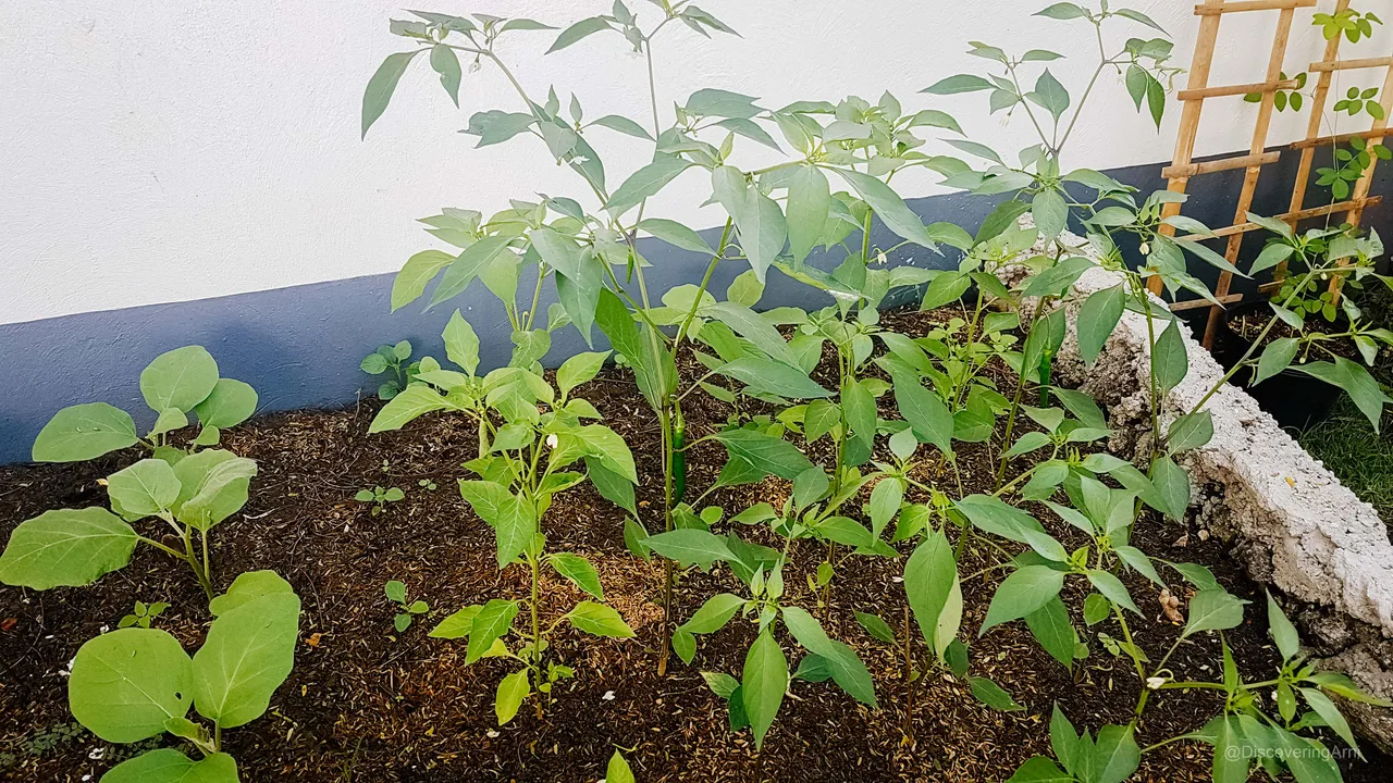 Eggplants / Local Bellpeppers / Siling Espada (Long Chili Peppers