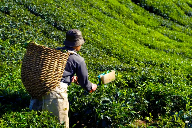 tea-picker-harvesting-tea-leaves_53876-47059.jpg