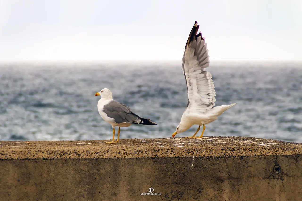 gaviotas_javiersebastian_2015_9339.jpg