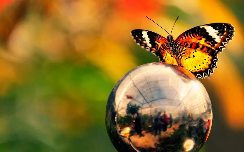 HD-wallpaper-►monarch-for-cherie◄-butterlfly-thank-you-kindness-friend-gift-monarch.jpg