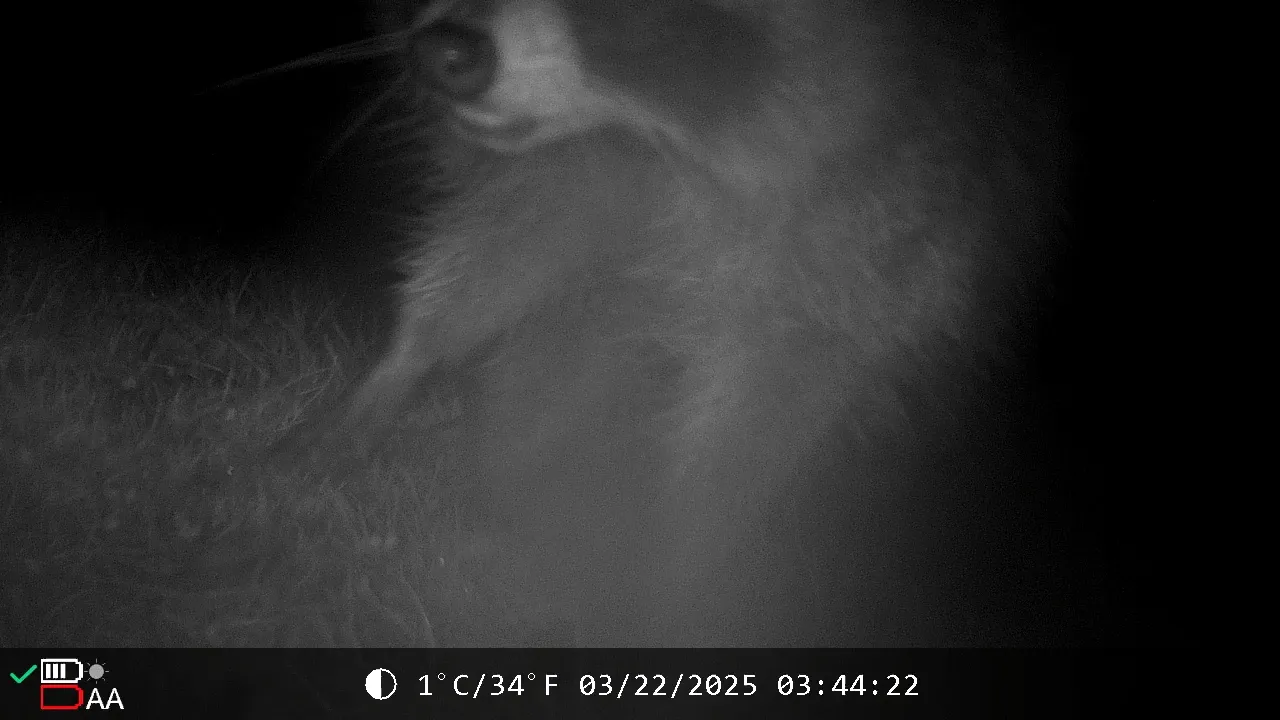 VideoCapture_20250322-181947.jpeg