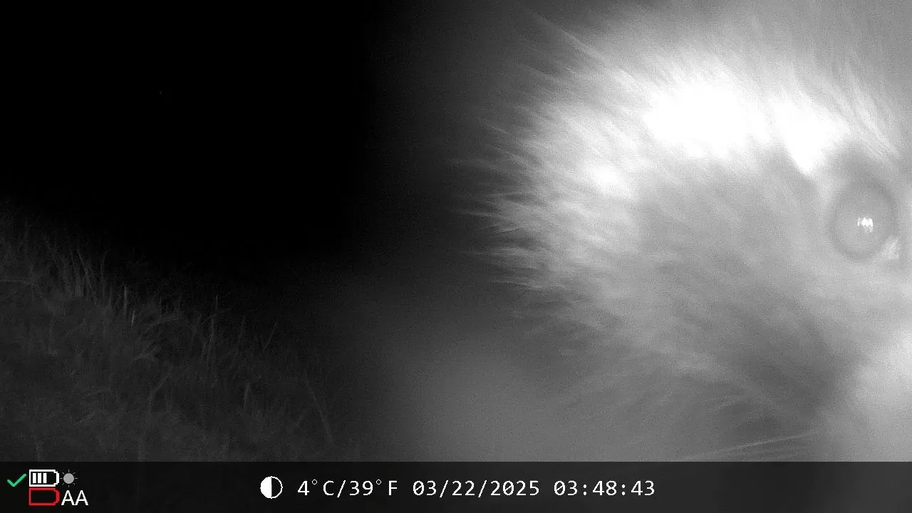 VideoCapture_20250322-181748.jpeg