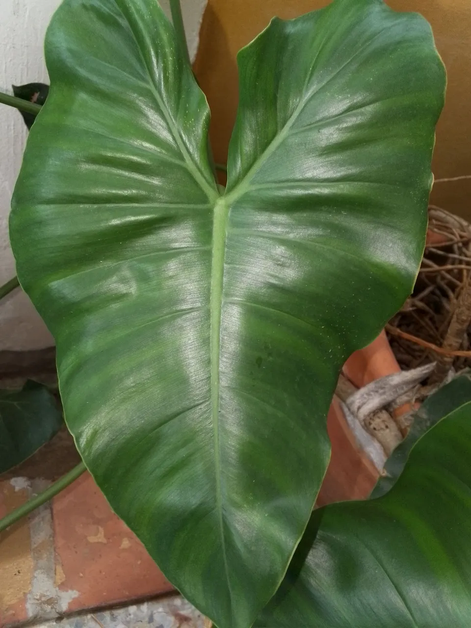 Philodendron Giganteum.jpg