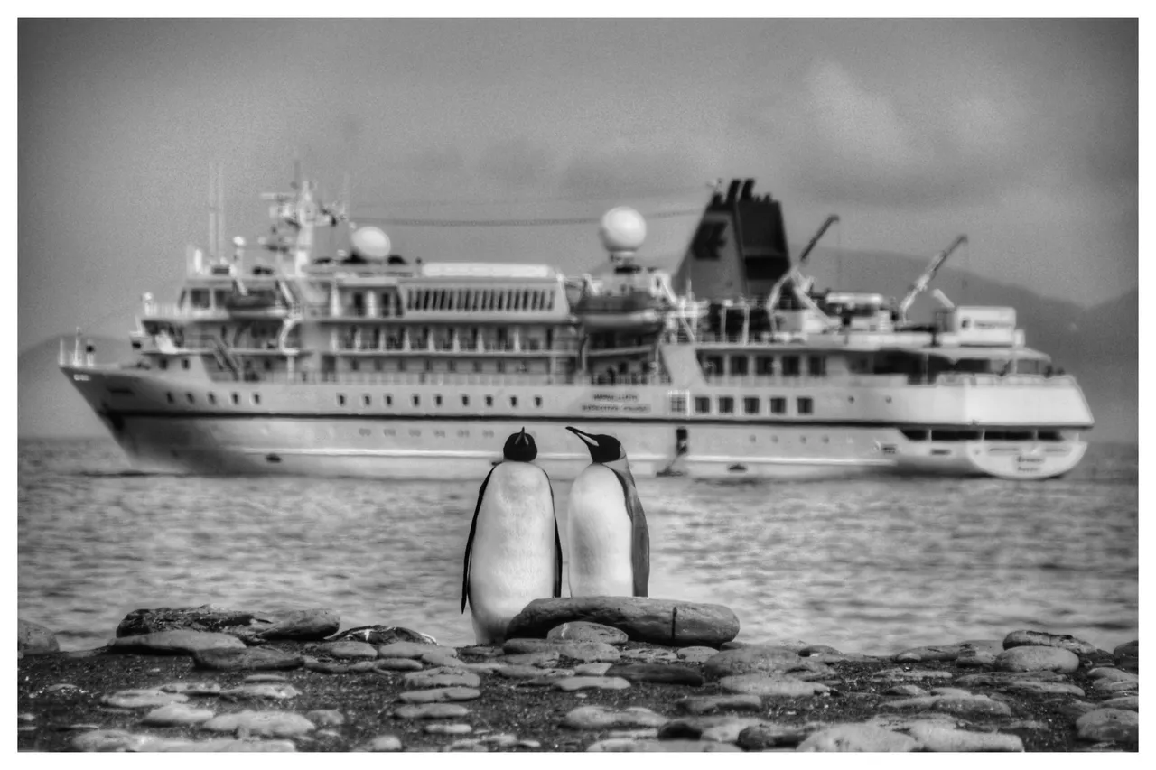 Antarktis Gold Harbour DSC_0463-01.jpeg