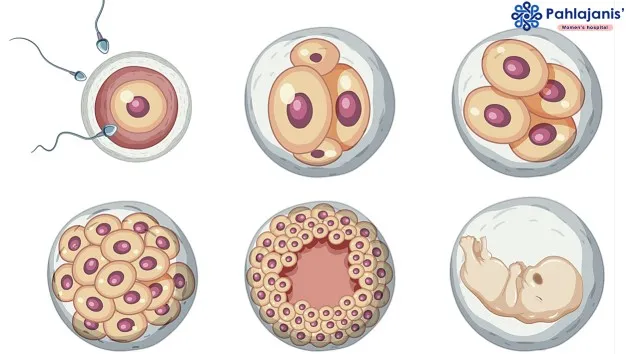 Embryo.jpg