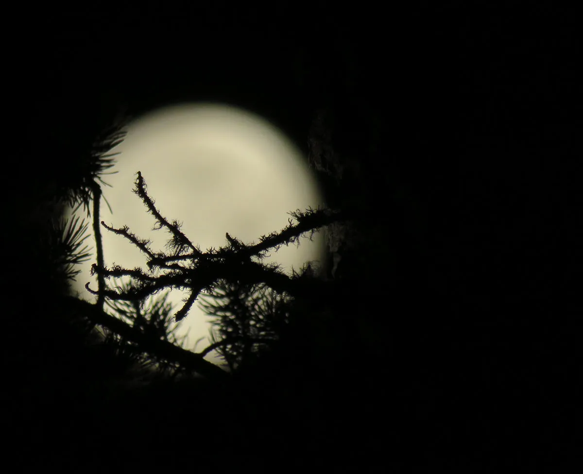 pine twig and needles of branch tip in front of full moon.JPG