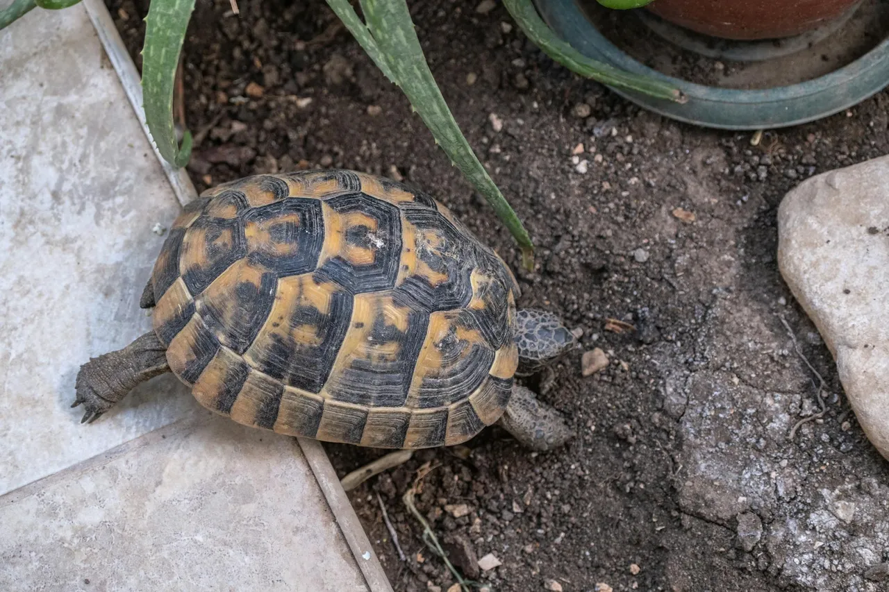 free-photo-of-turtle-in-garden.jpeg