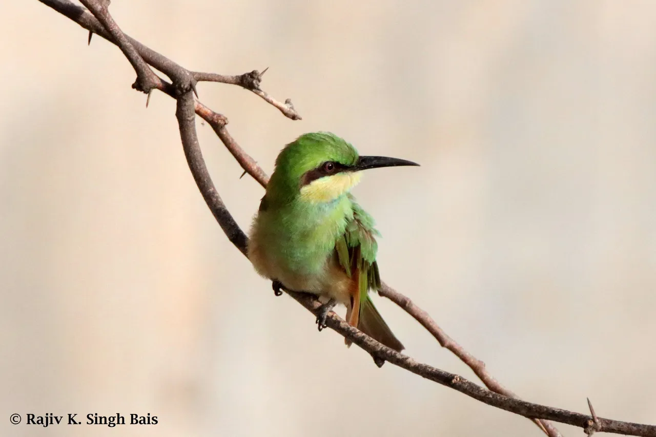 Small Green Bee-Eater (Merops orientalis)