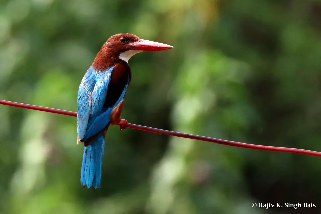 White-Breasted King Fisher (Halcyon smyrnensis)