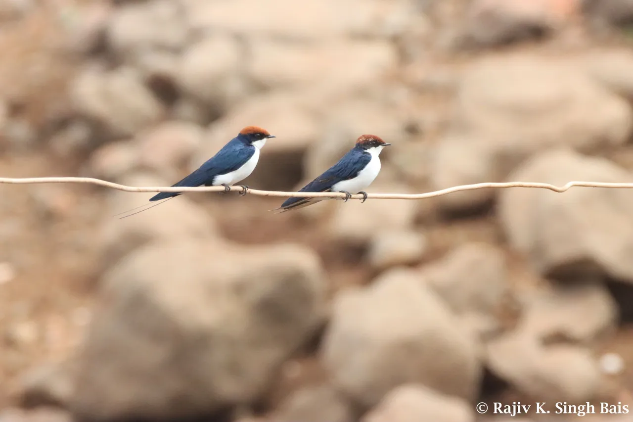 Wire-Tailed Swallow (Hirundo smithii filifera)