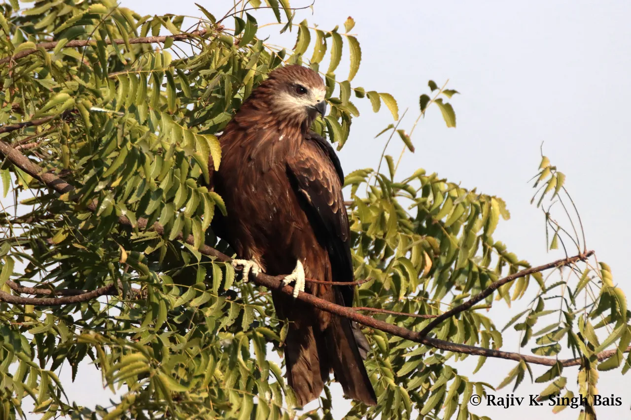 Pariah Kite (Milvus migrans)