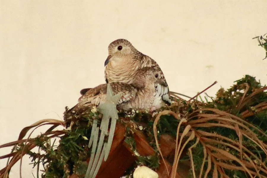 Pareja de Pajaros 6.jpg