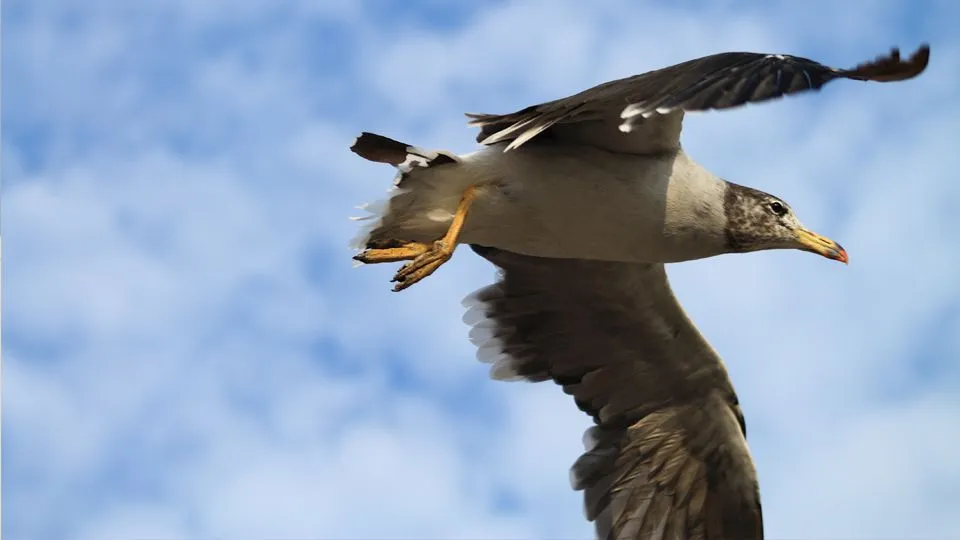 Gaviota 7.jpg