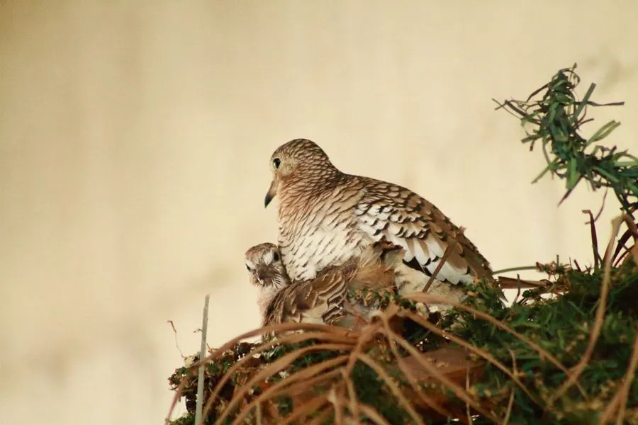 Pareja de Pajaros 2.jpg