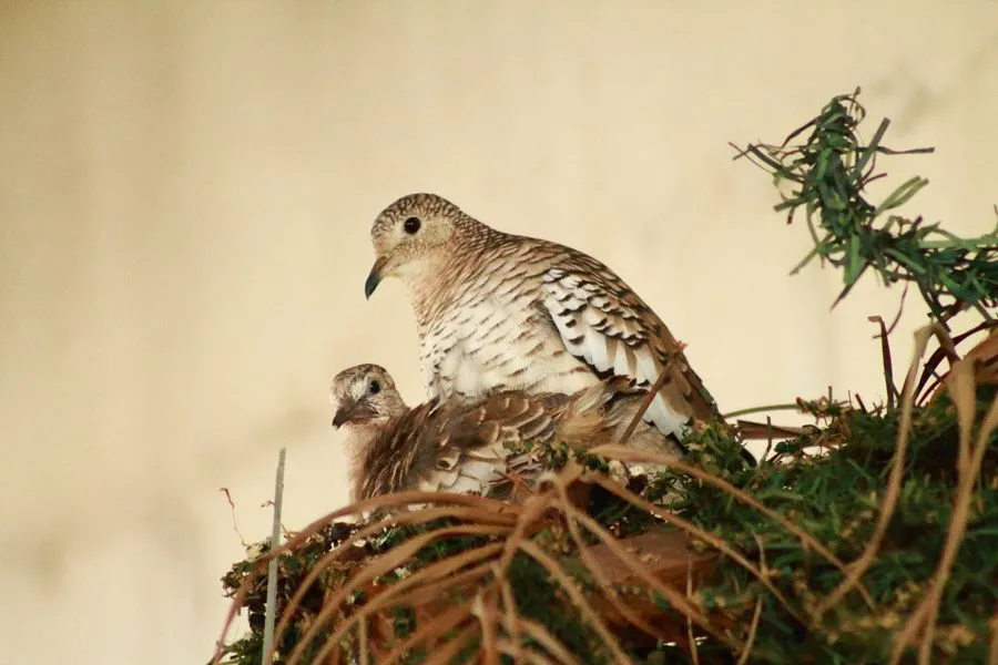 Pareja de Pajaros 1.jpg