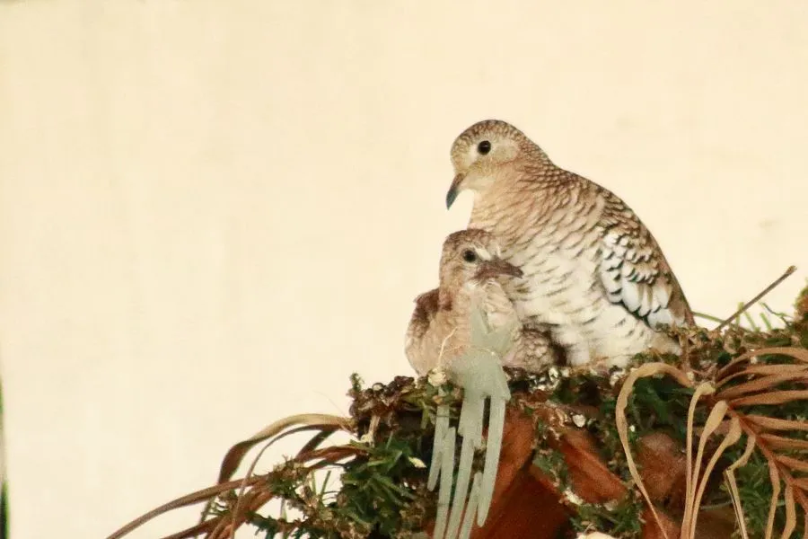 Pareja de Pajaros 5.jpg