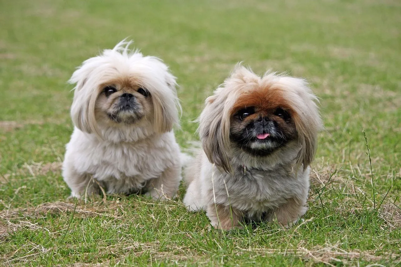 pekingese-937595_1280.jpg