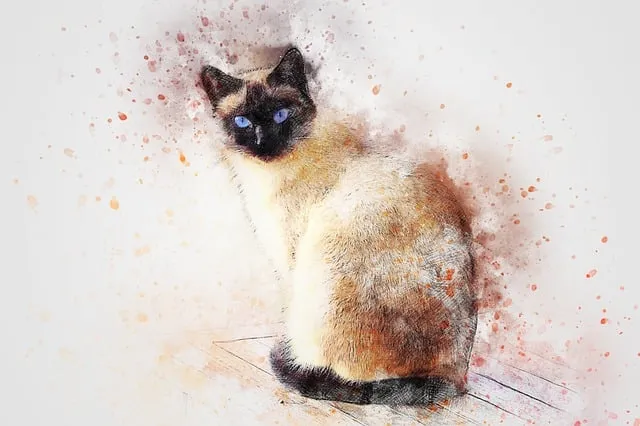 cat-2422564_640.jpg