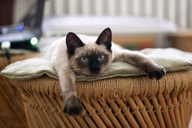 cat-882049_640.jpg