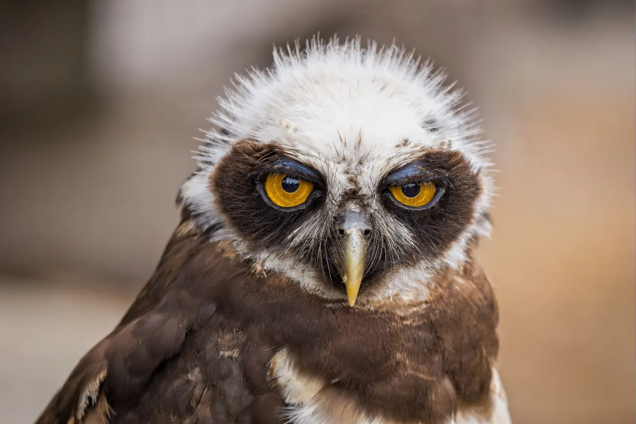 closeup-portrait-cute-owl-bird-looking-front.jpg