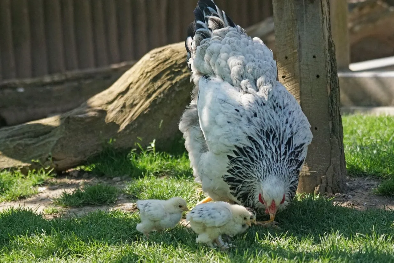 bird-wing-wildlife-zoo-beak-chicken-626881-pxhere.com.jpg